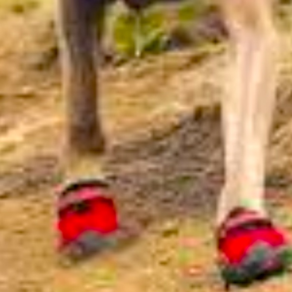 🐾 ⛰ 🐾 • 🐶👟 VIBRAM x Adventure Vibes 👟🐶•🐾